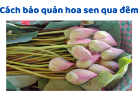 Cách Bảo Quản Hoa Sen Qua đêm