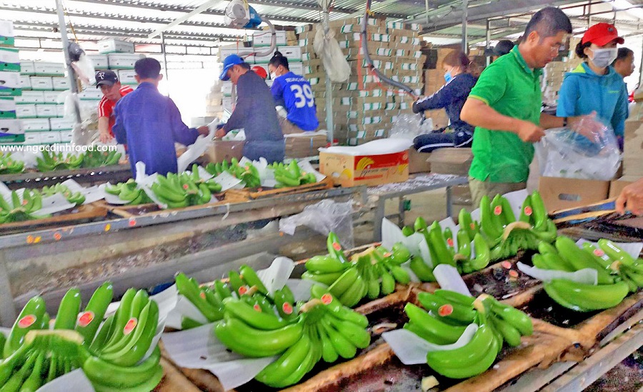 bảo quản chuối bằng chitosan