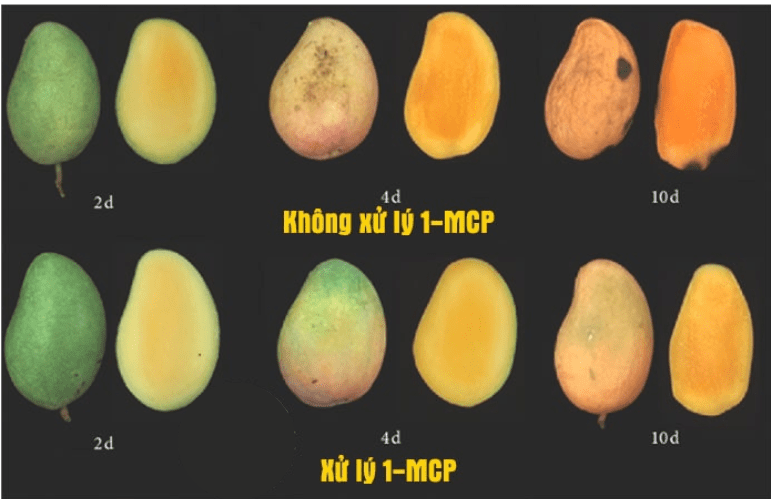 cách làm chậm quá trình chín của xoài.