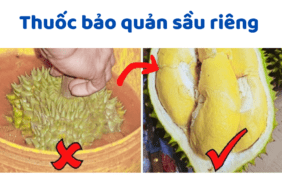 Thuốc Bảo Quản Sầu Riêng