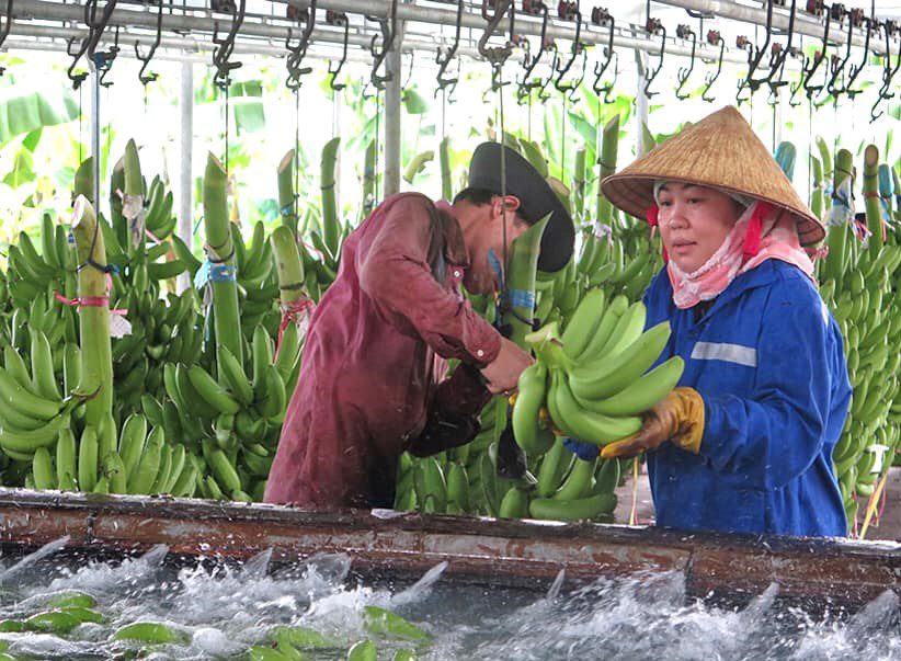 bảo quản chuối bằng chitosan