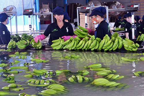 Ngâm chuối trong dung dịch chitosan