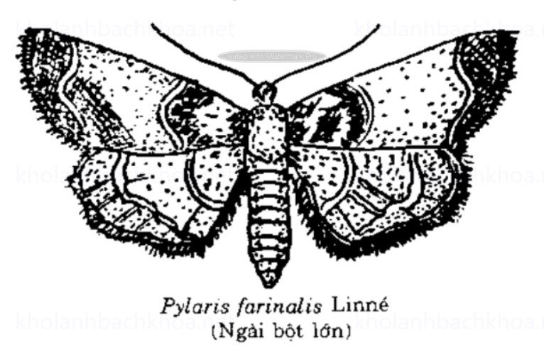 Ngài bột lớn (Piralis farinalis L.) 