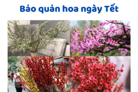 Bảo Quản Hoa Ngày Tết