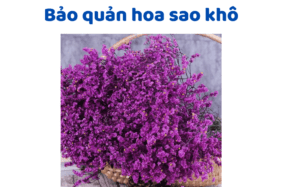 Bảo Quản Hoa Sao Khô