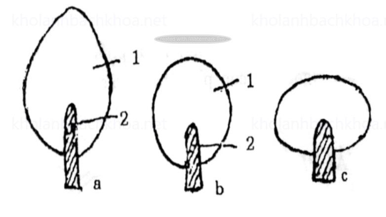 Các Dạng Bắp Cải