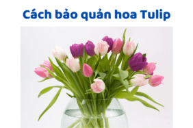 Cách Bảo Quản Hoa Tulip