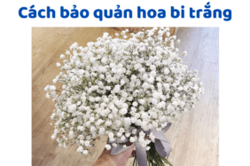 Cách Bảo Quản Hoa Bi Trắng