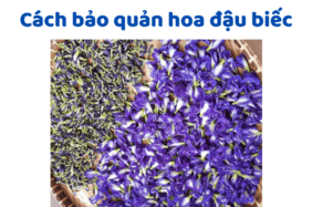 Cách Bảo Quản Hoa đậu Biếc