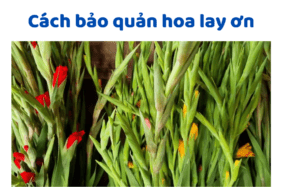 Cách Bảo Quản Hoa Lay ơn