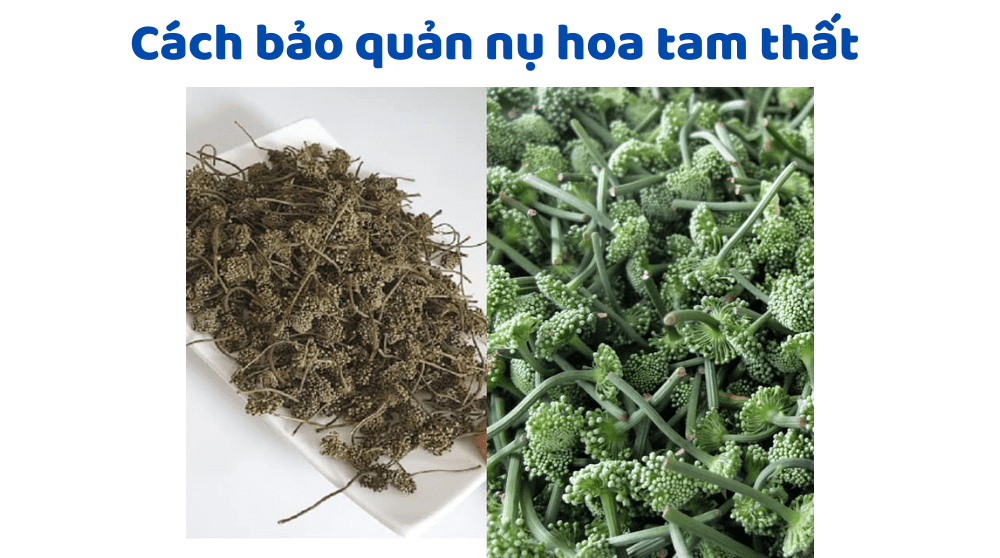 Cách Bảo Quản Nụ Hoa Tam Thất