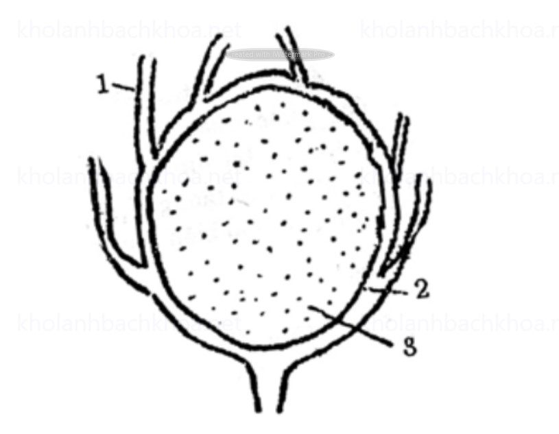 Cắt Dọc Củ Su Hào