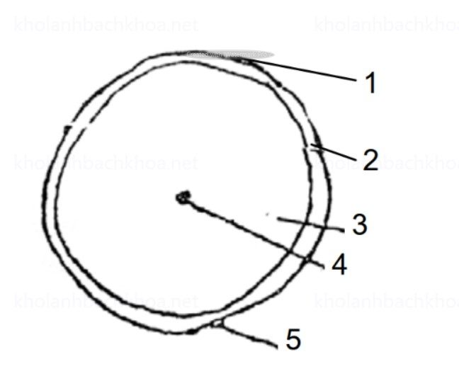 Cấu Tạo Củ Sắn Cắt Ngang