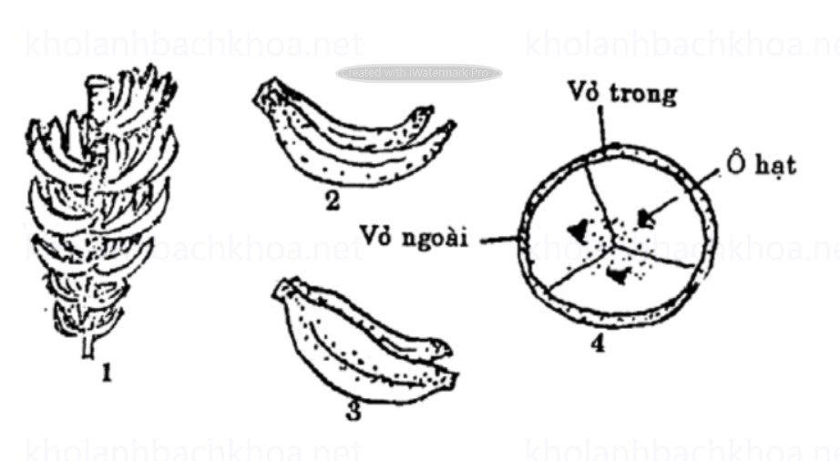 Cấu Tạo Quả Chuối