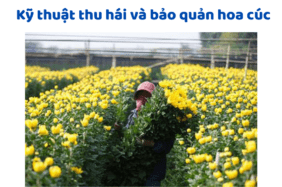 Kỹ Thuật Thu Hái Và Bảo Quản Hoa Cúc