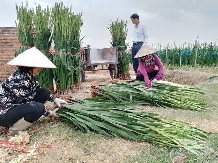 cách bảo quản hoa lay ơn sau thu hoạch