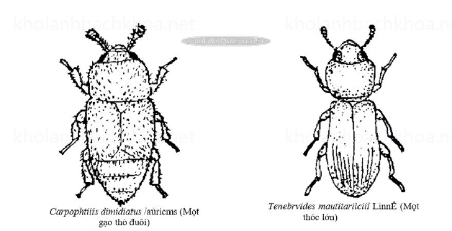 Mọt thóc lớn và mọt gạo thò đuôi