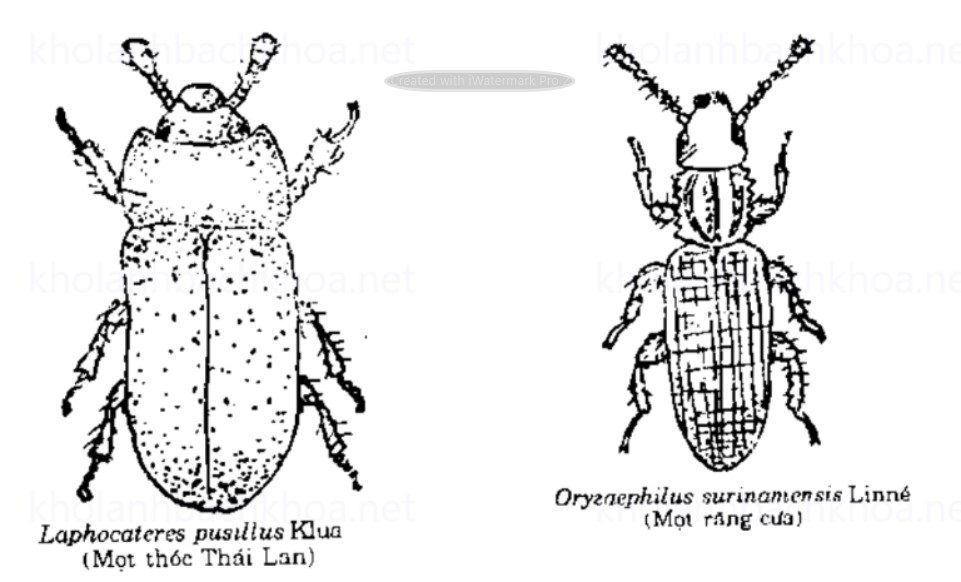 Mọt thóc Thái Lan và mọt răng cưa