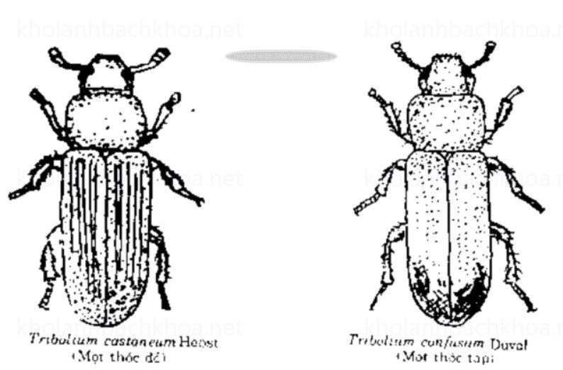 Mọt thóc tạp và Mọt thóc đỏ