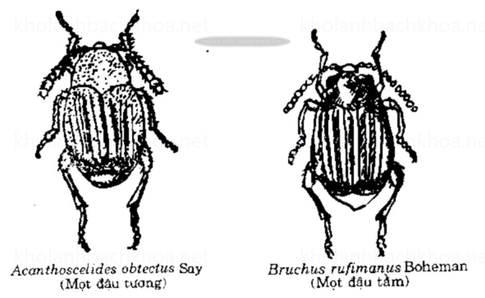 Mọt đậu tằm và Mọt đậu tương