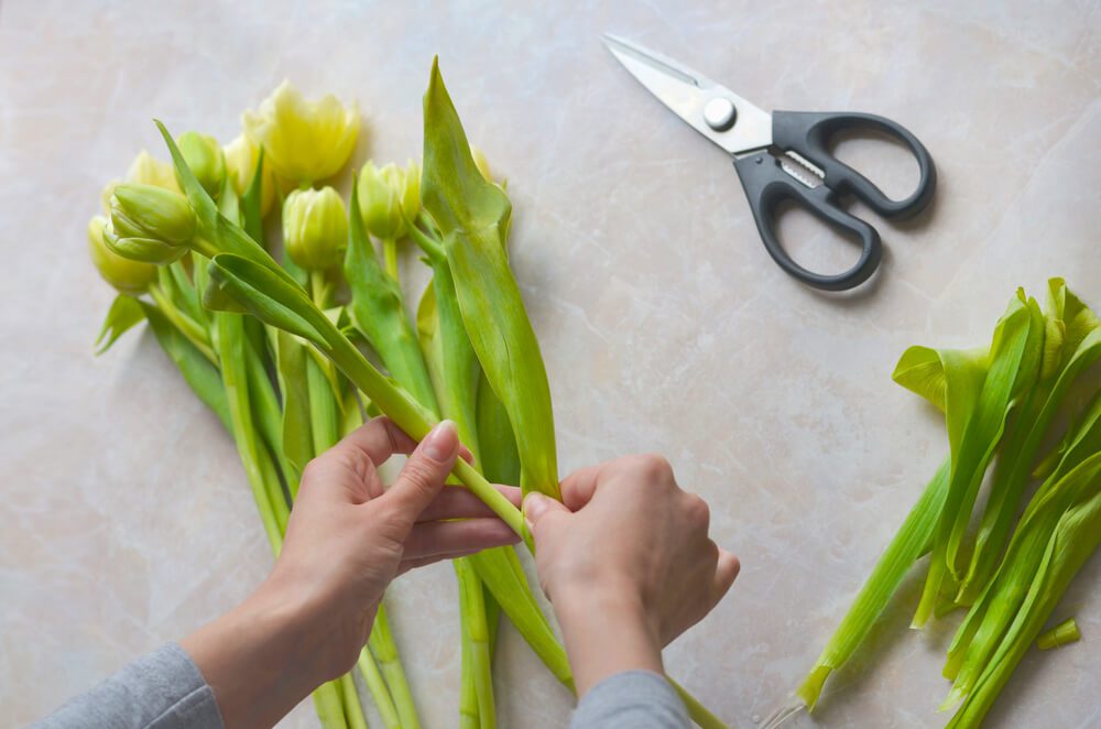 cách bảo quản hoa tulip