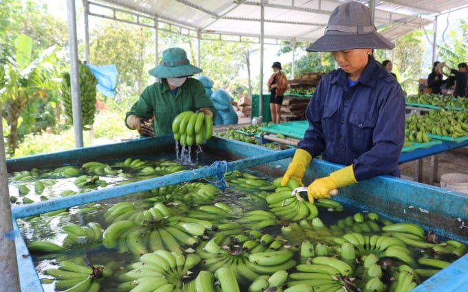 Cách bảo quản chuối bằng Chitosan