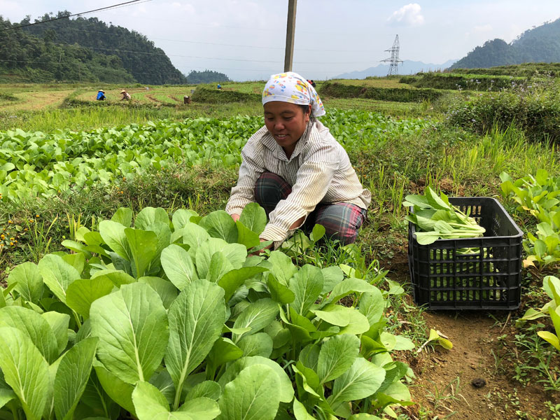 thu hoạch rau cải ngọt