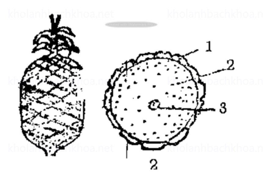 Quả Dứa