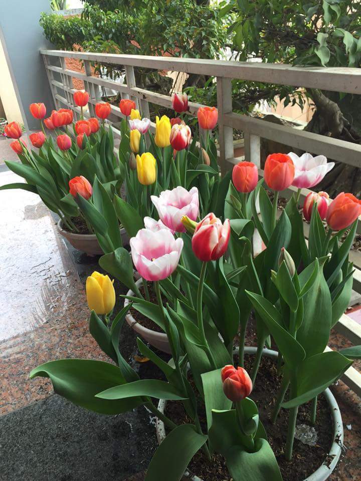 Cách giữ hoa Tulip tươi lâu trong chậu