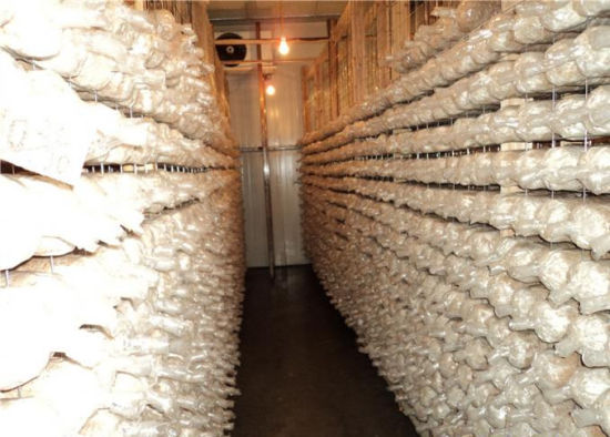 Mushroom Growing Cold Storage/ Chiller / Cold Storagre Room - China Huge Cold  Room, Cold Storage | Made-in-China.com