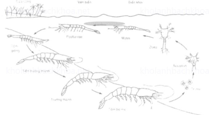 Vòng đời phát triển của tôm