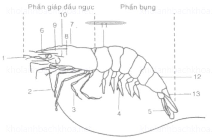 Cấu tạo ngoài của tôm