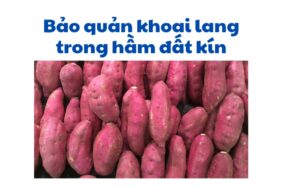 Bảo Quản Khoai Lang Trong Hầm đất