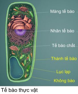 Cấu tạo và chức năng các thành phần của tế bào